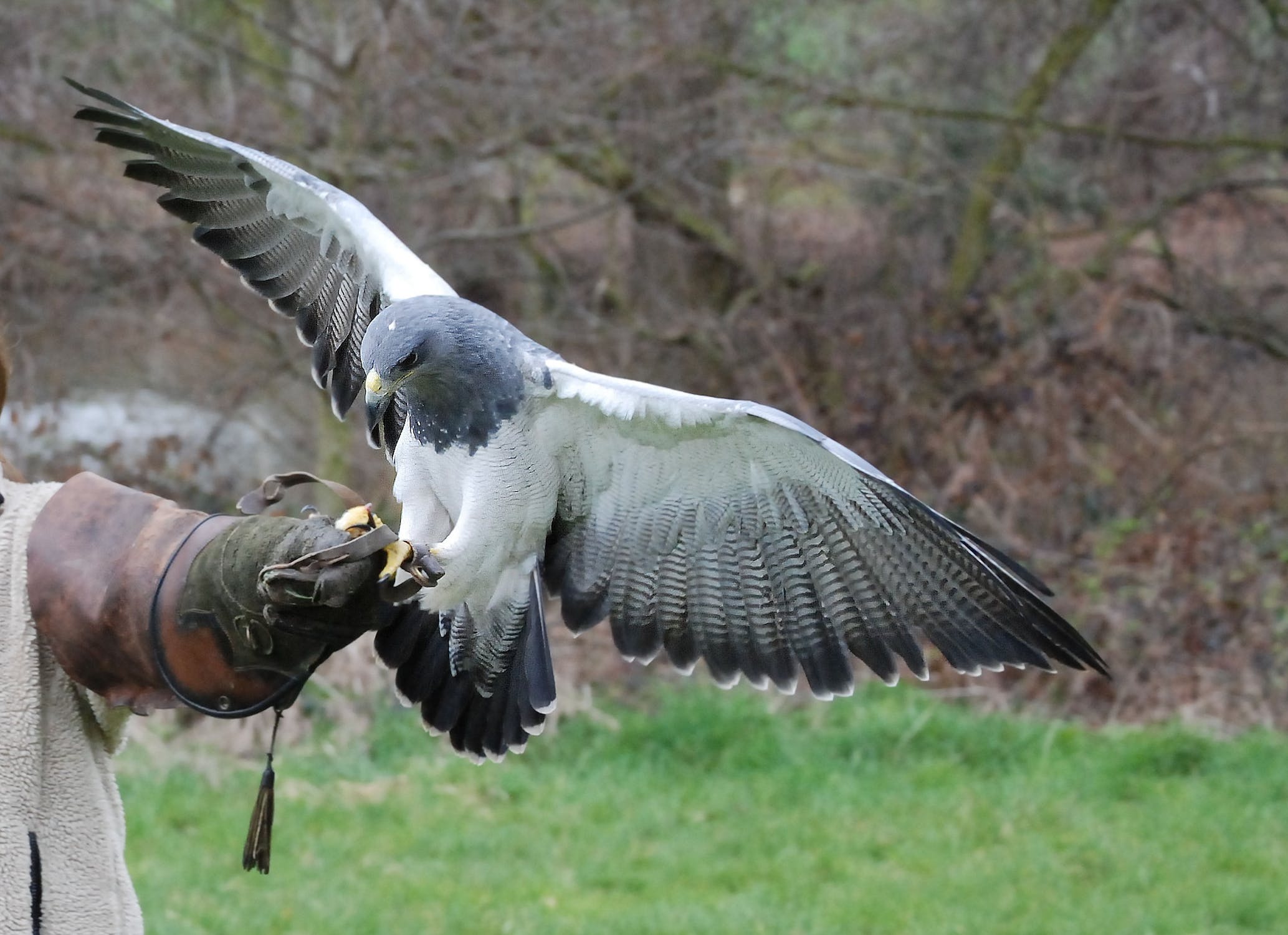 Birds of prey, masters of the skies